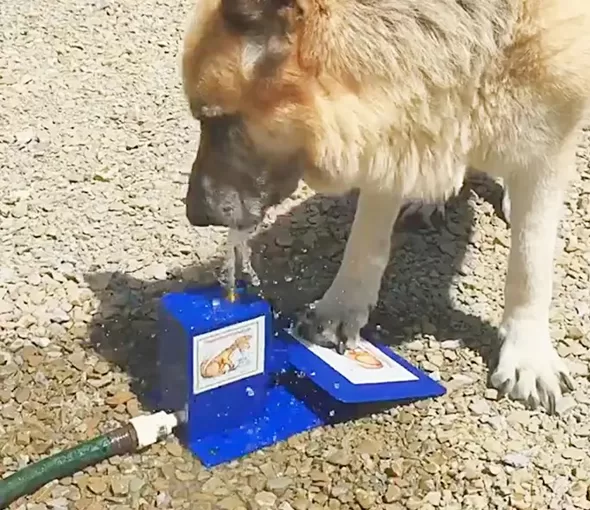 The Original Doggie Fountain, 3d Print, Product Design, Video, Website, Prototypes, LA NPDT