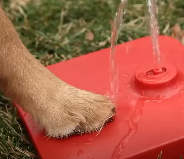 Pawcet, Web Development Services, Marketing, Visual Design, Website, La New Product Development Team