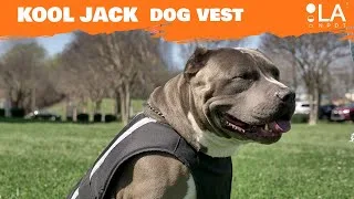 Pet Product Promo thumbnail